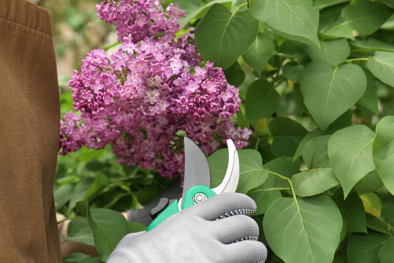Lilac Plant Trimming Service