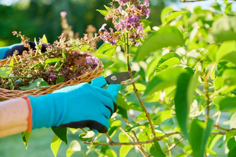 Local Lilac Plant Trimming pros at work