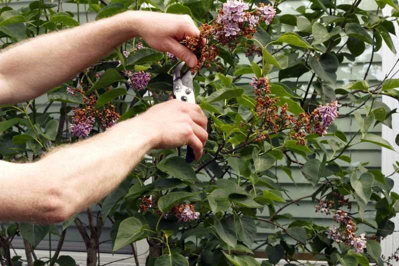 Lilac Plant Trimming