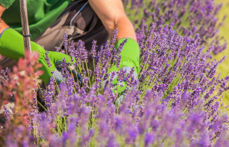Lilac Plant Trimming