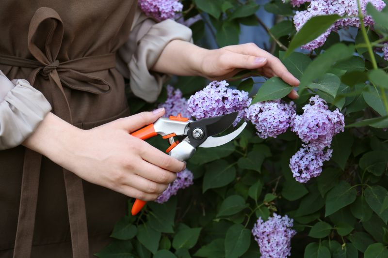 Lilac Plant Trimming