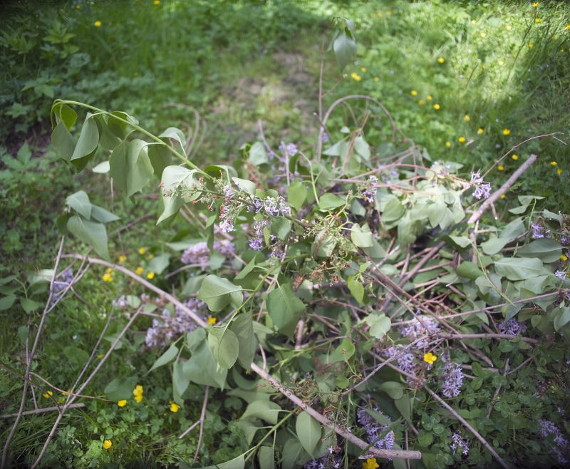 Lilac Plant Trimming