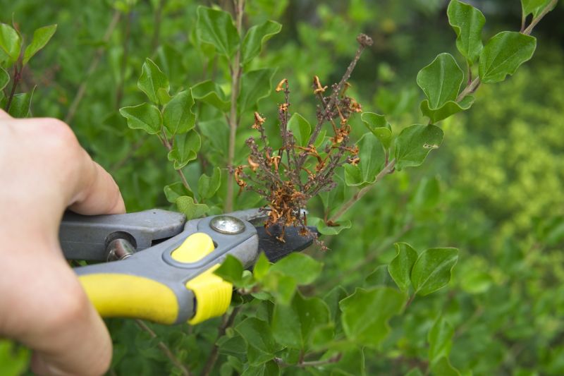 Lilac Plant Trimming