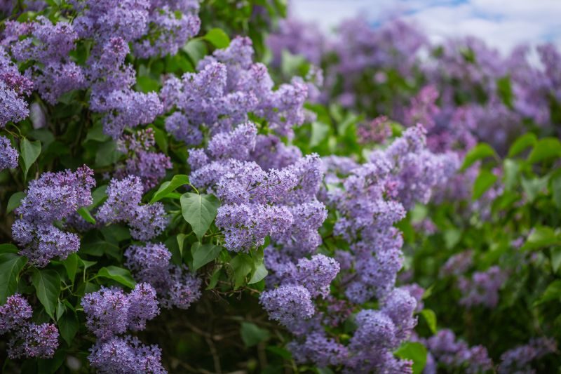 Lilac Plant Trimming