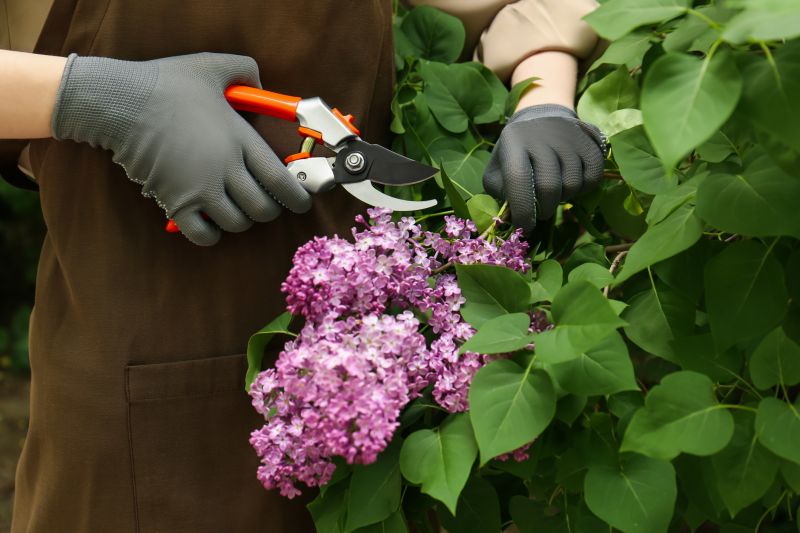 Lilac Plant Trimming
