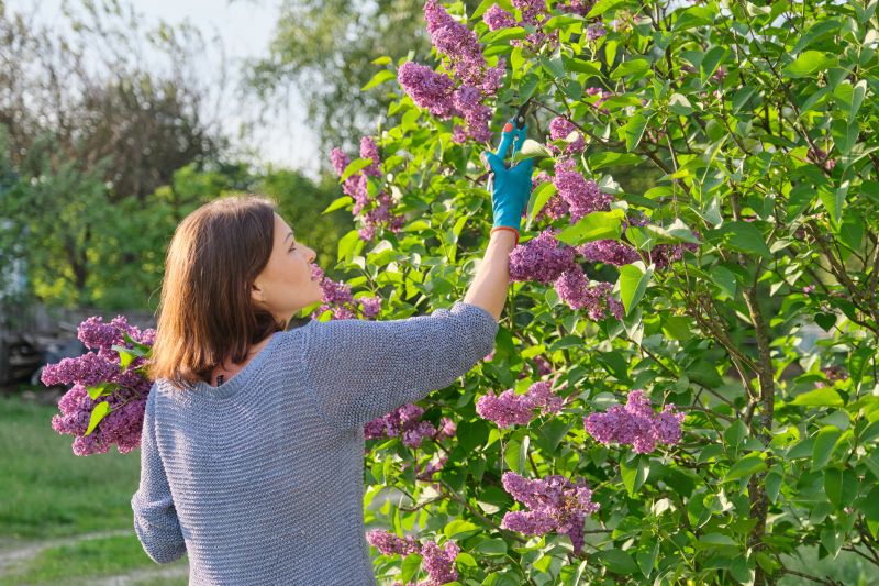 Lilac Plant Trimming